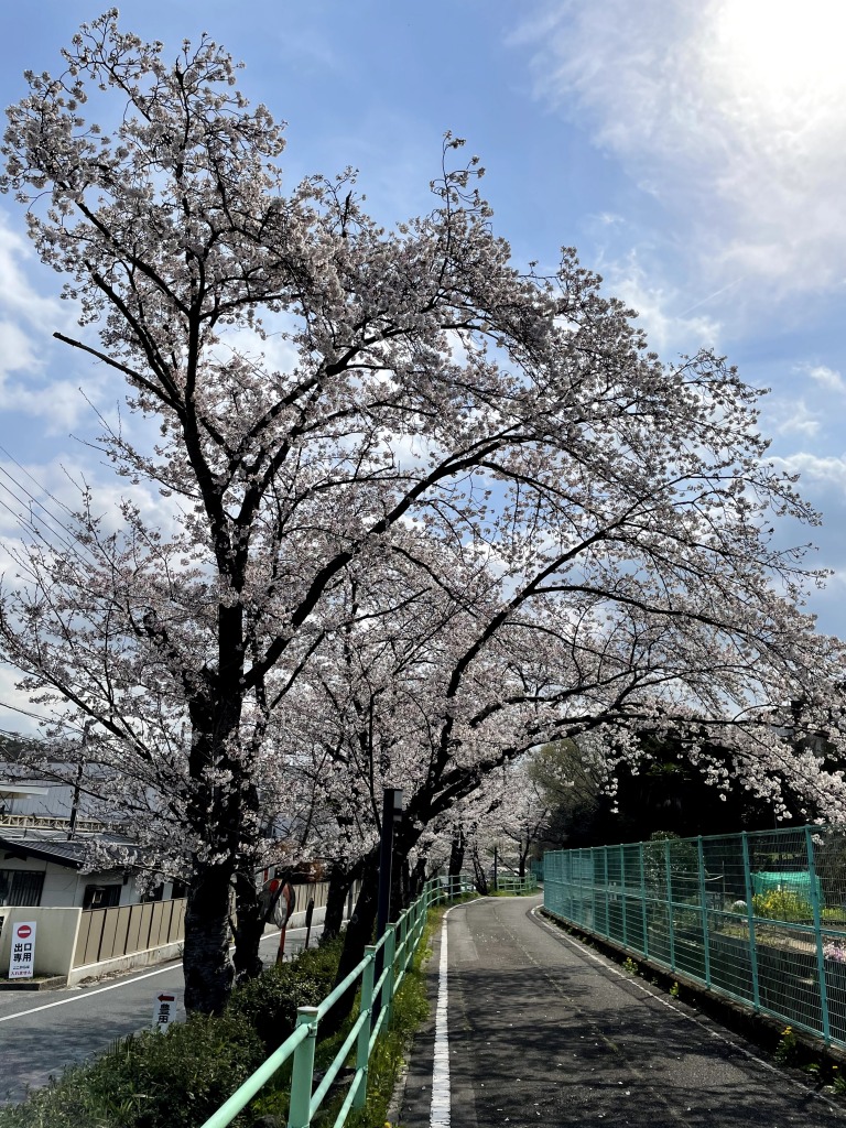 枝下緑道自転車道の桜