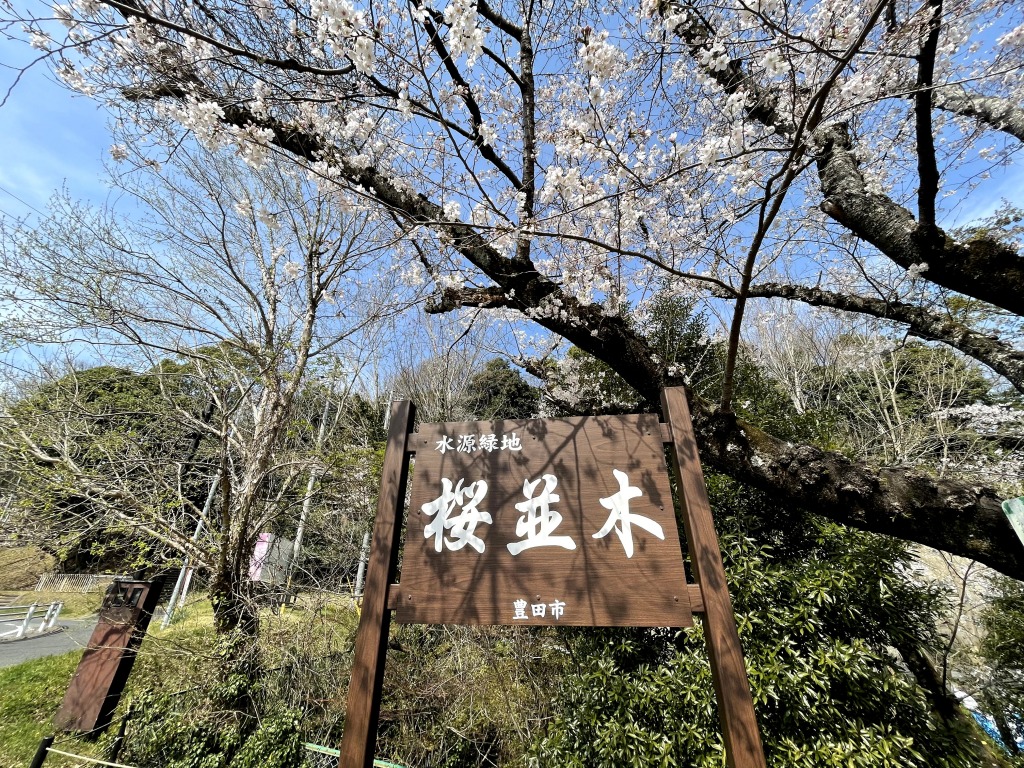 水源公園の桜