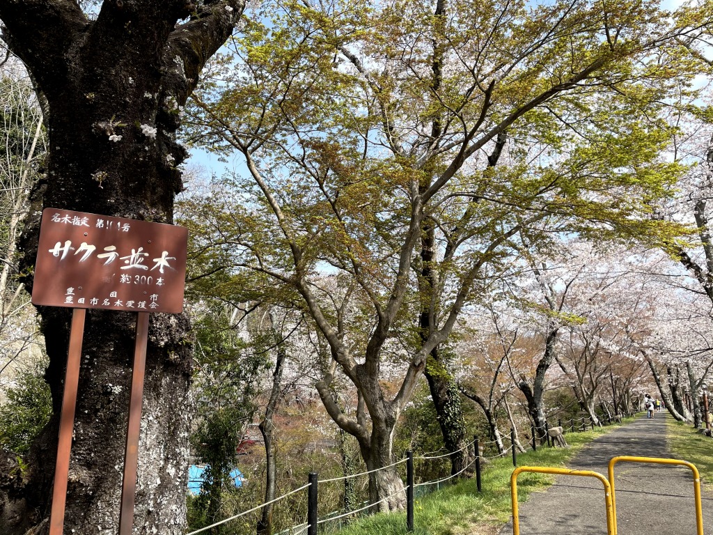 水源公園の桜