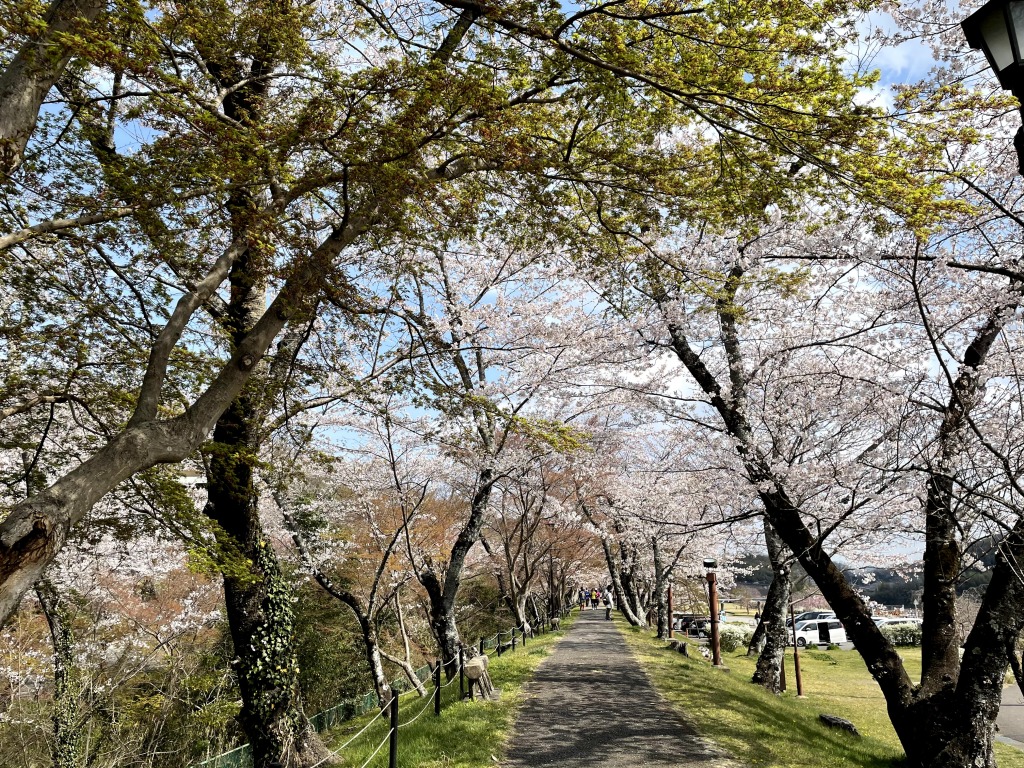 水源公園の桜