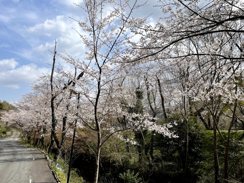 水源公園の桜