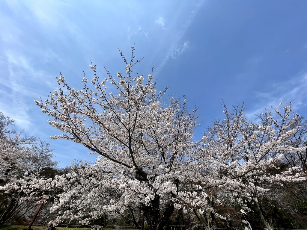 水源公園の桜