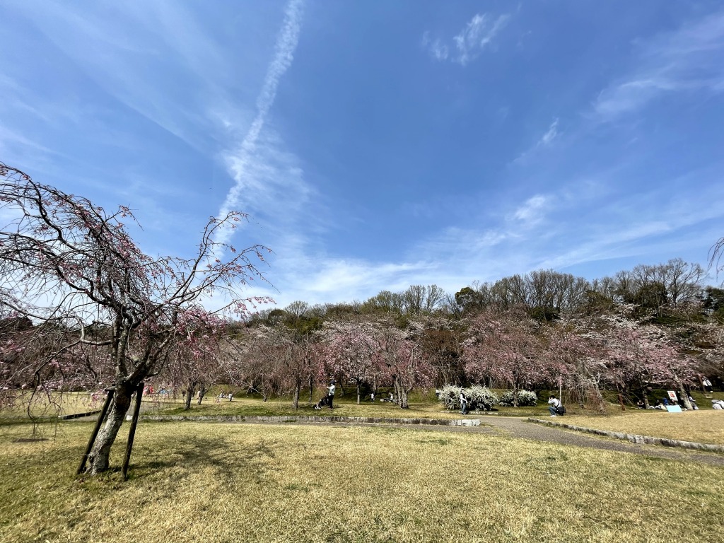 水源公園の桜