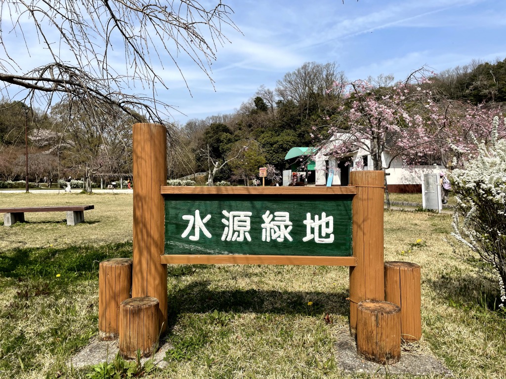 水源公園の桜