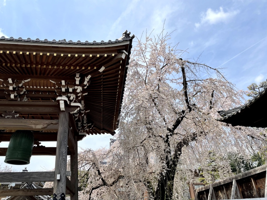 安長寺の枝垂れ桜
