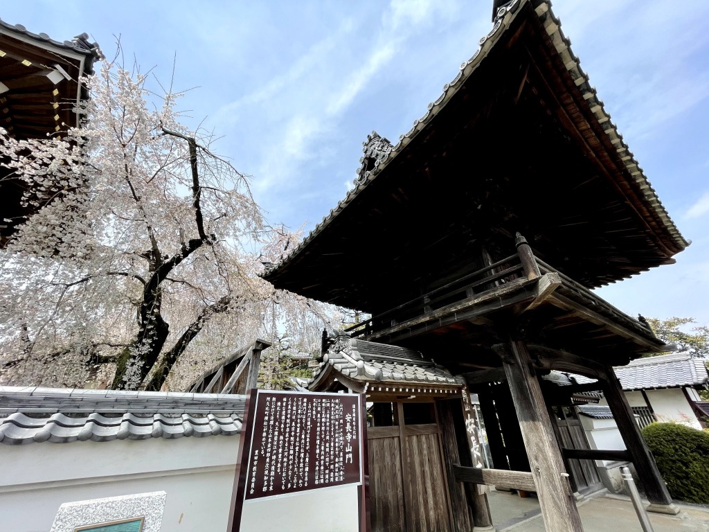 安長寺の枝垂れ桜