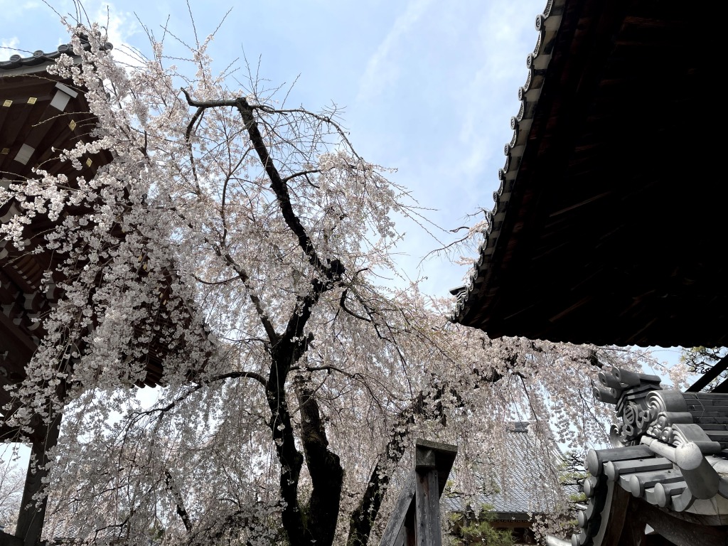 安長寺の枝垂れ桜