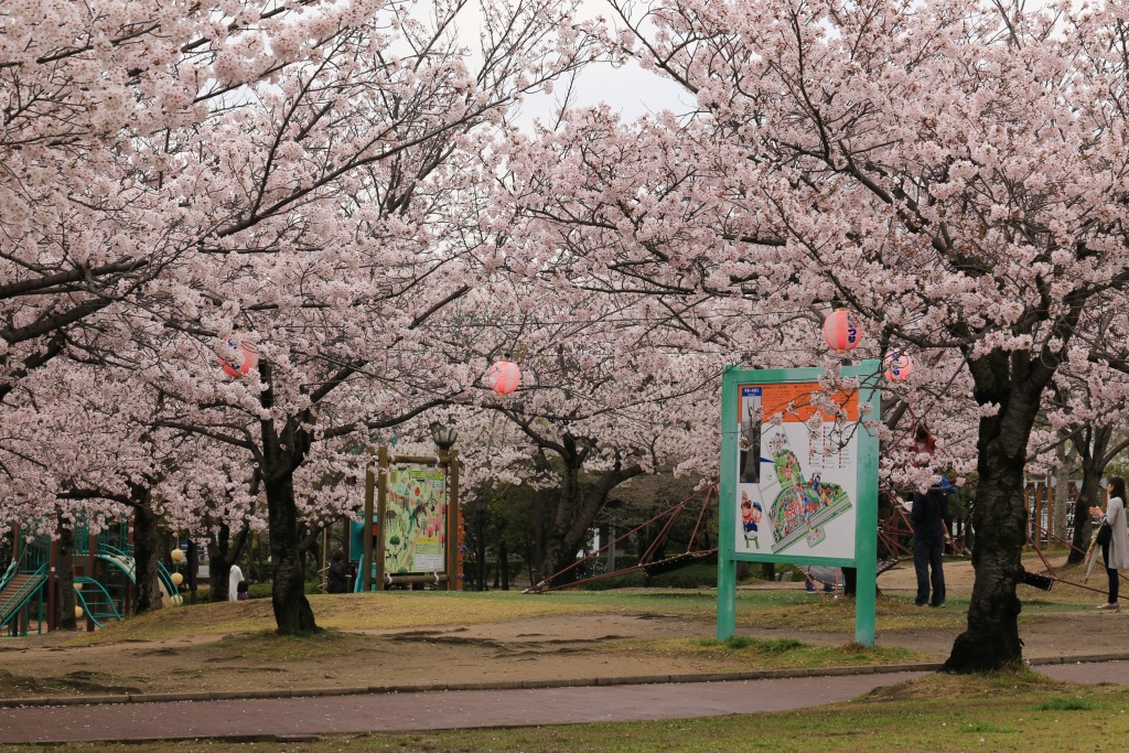 碧南市明石公園桜まつり