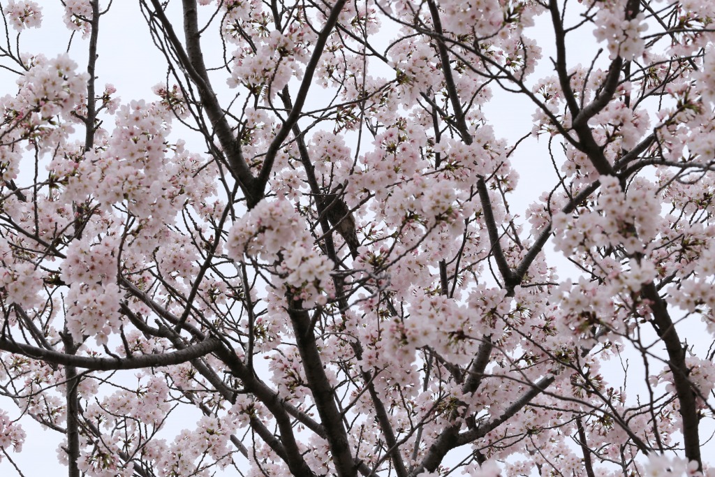 碧南市明石公園桜まつり