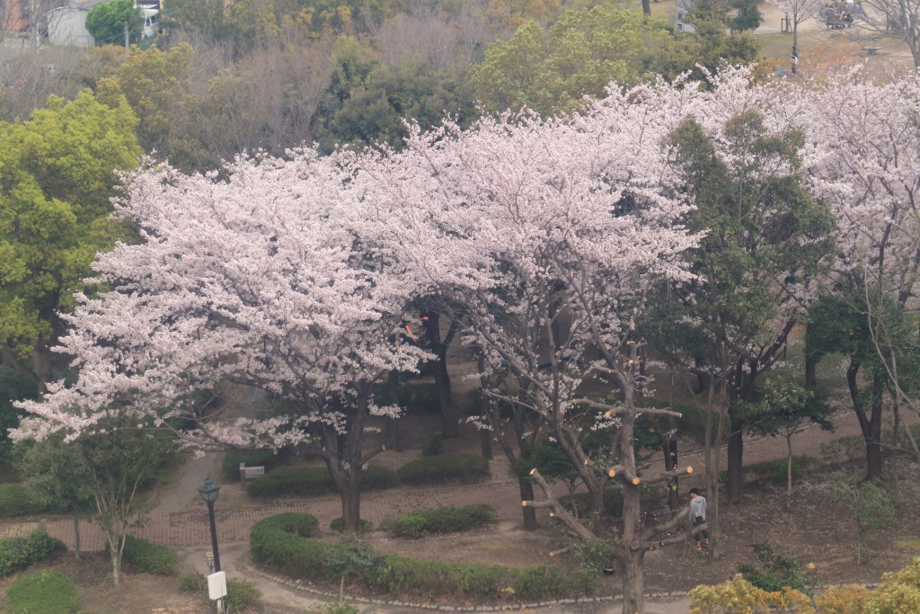 碧南市明石公園桜まつり