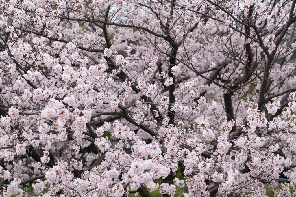 碧南市明石公園桜まつり