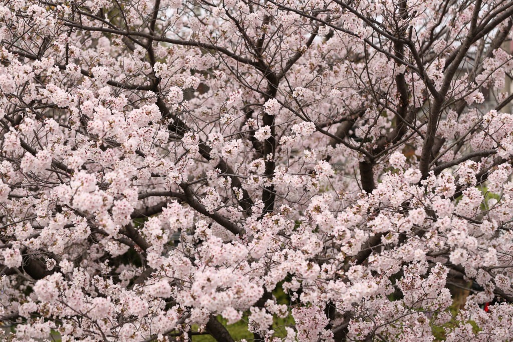 碧南市明石公園桜まつり