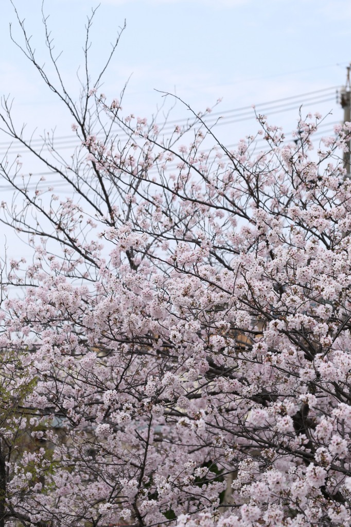 碧南市明石公園桜まつり