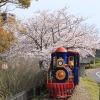 碧南市明石公園桜まつり