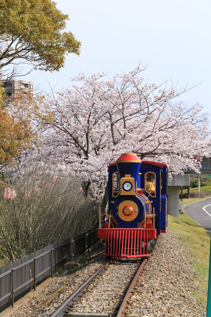 碧南市明石公園桜まつり