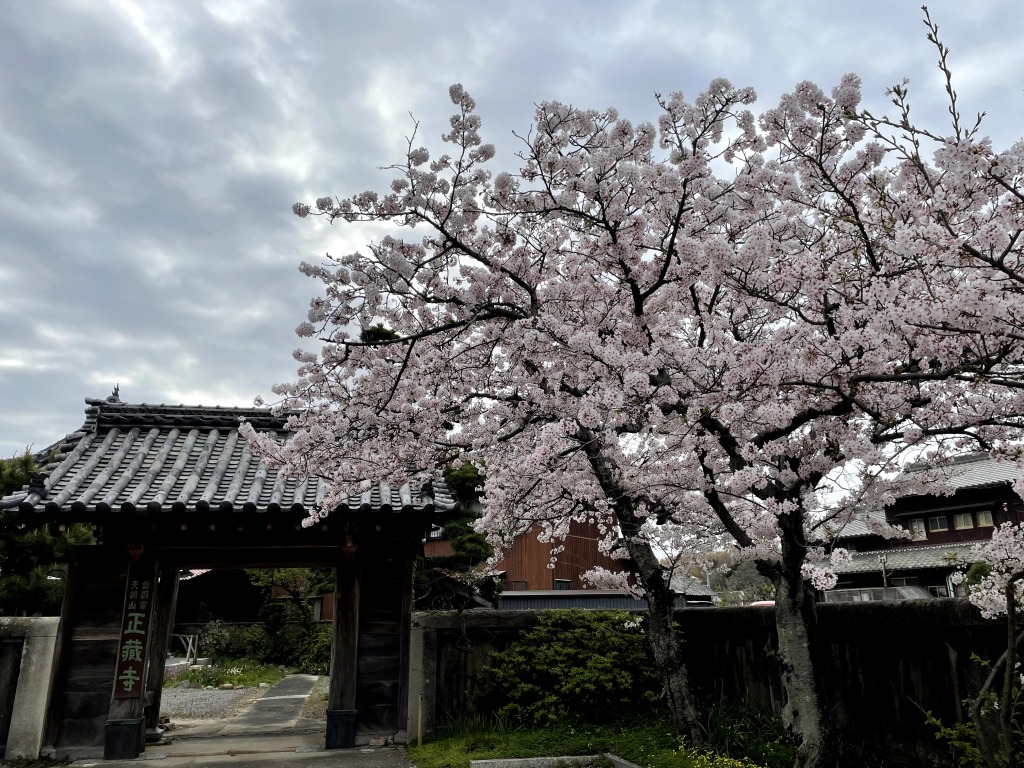 チタイチ 正蔵寺の桜