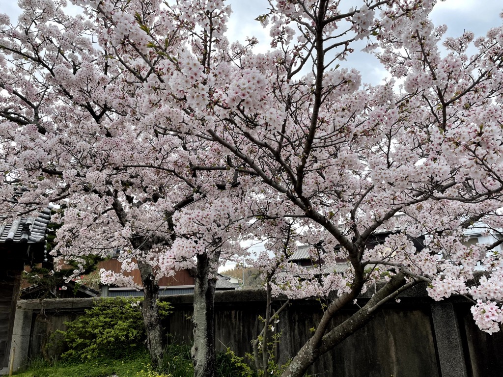 チタイチ 正蔵寺の桜