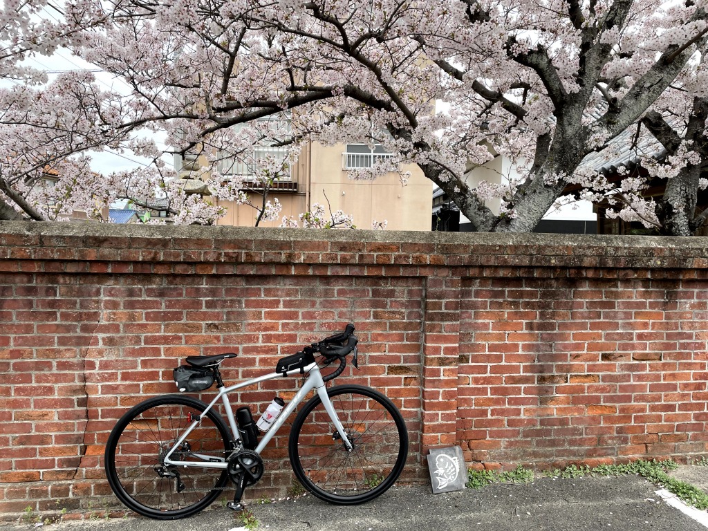 チタイチ 正蔵寺の桜