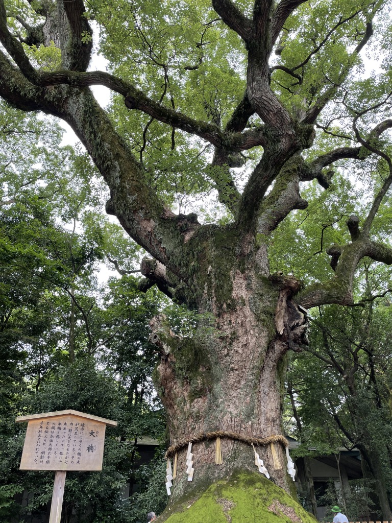 熱田神宮 大楠