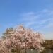 水源公園の桜